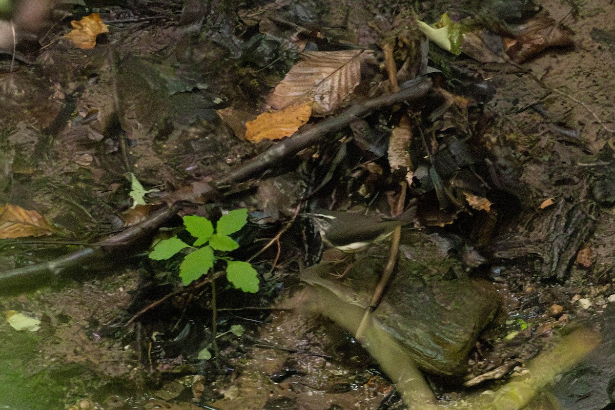 Louisiana Waterthrush - ML584942361