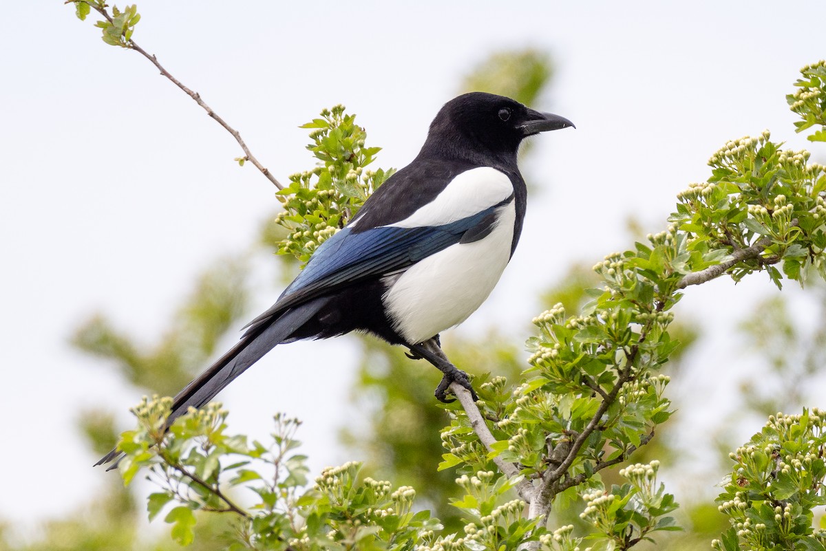 Eurasian Magpie - ML584943301