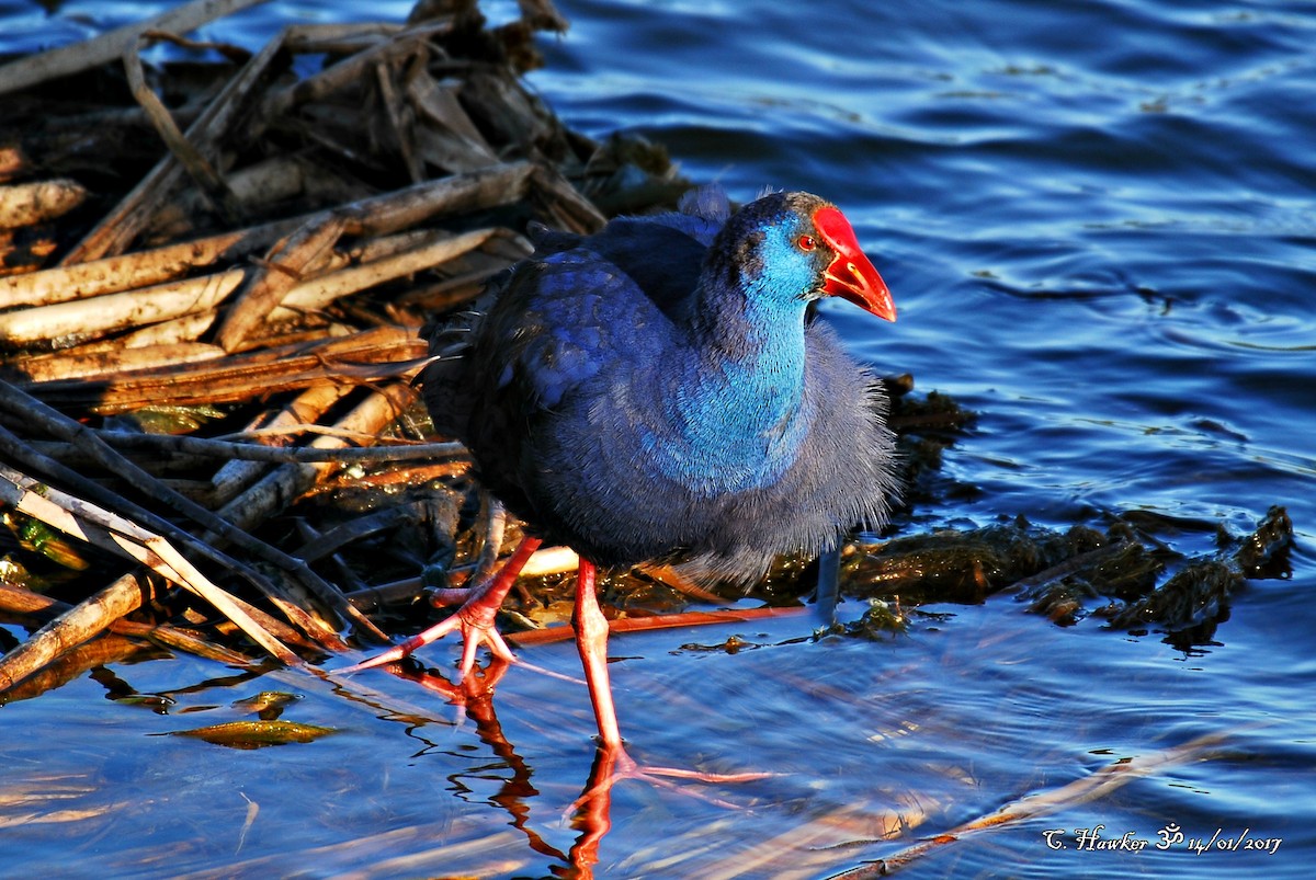 Western Swamphen - ML58494341