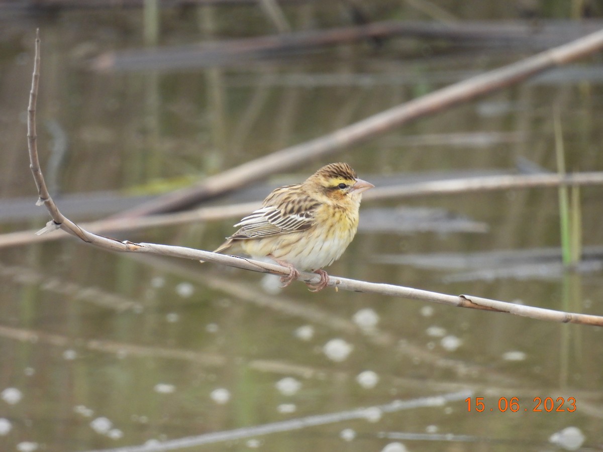 Yellow-crowned Bishop - ML584944321
