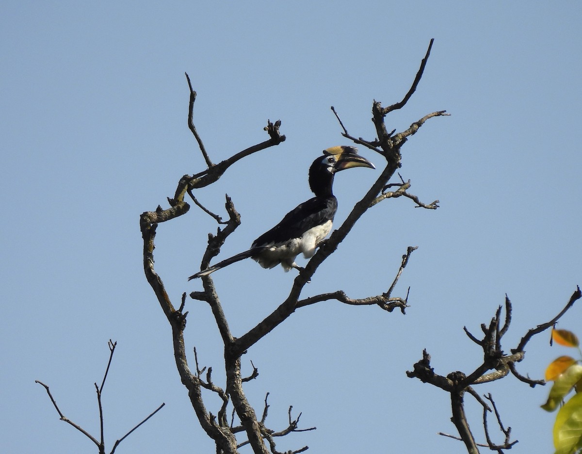 Oriental Pied-Hornbill - Sahana M
