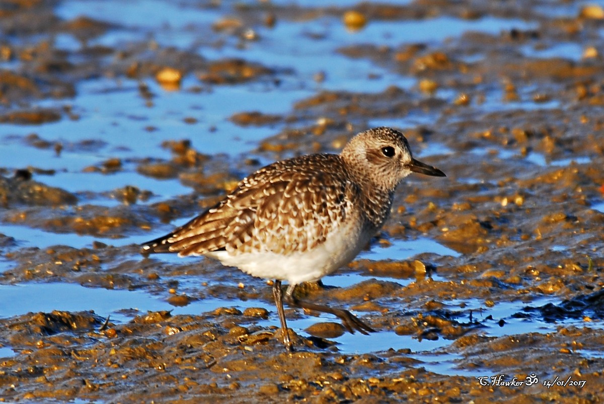 Black-bellied Plover - ML58494521