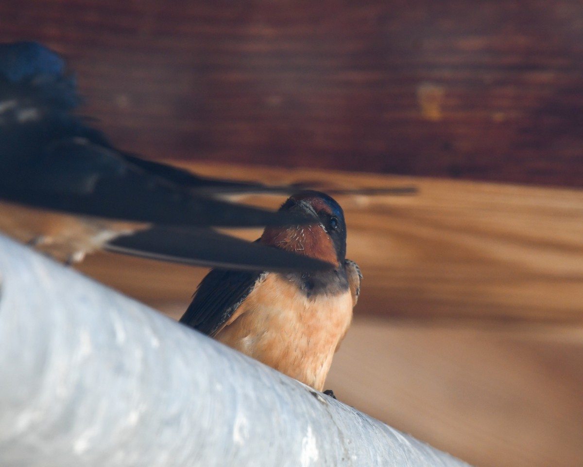 Barn Swallow - ML584945311