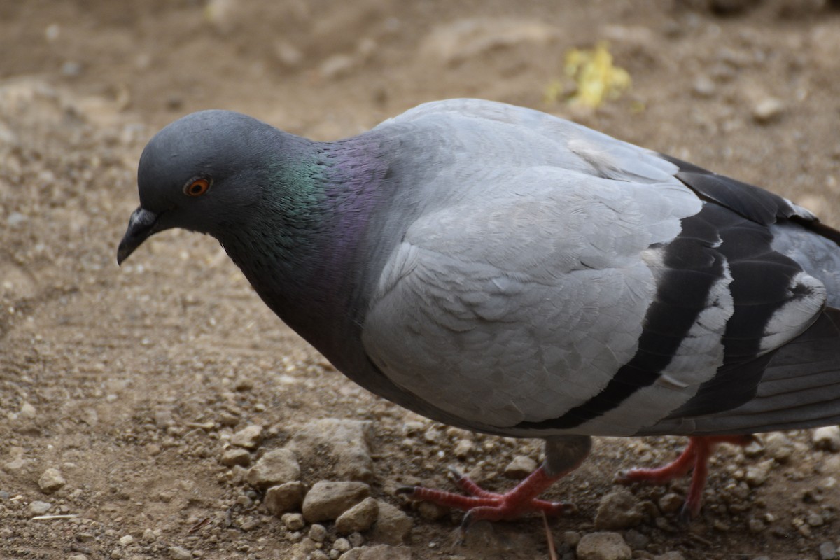 Pigeon biset - ML584945551