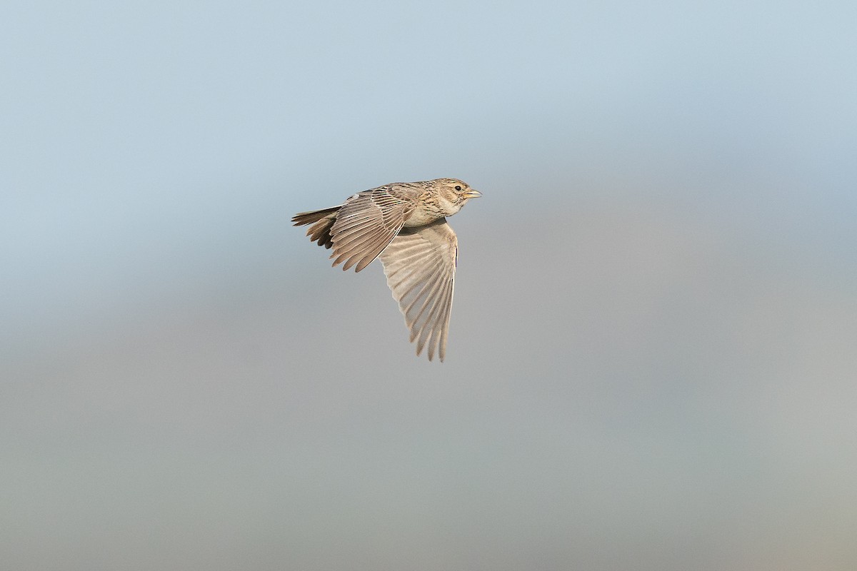 Turkestan Short-toed Lark - Jérémy Calvo