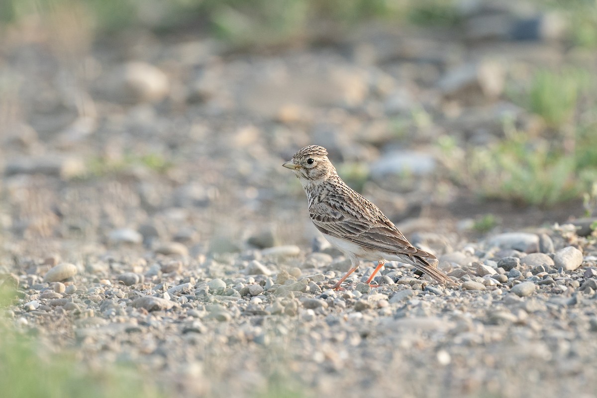 Turkestan Short-toed Lark - Jérémy Calvo