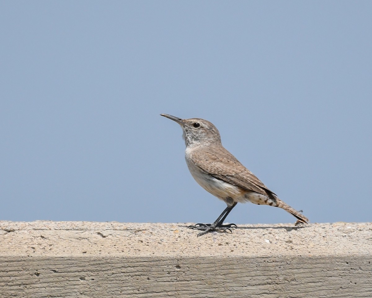 Rock Wren - ML584946101