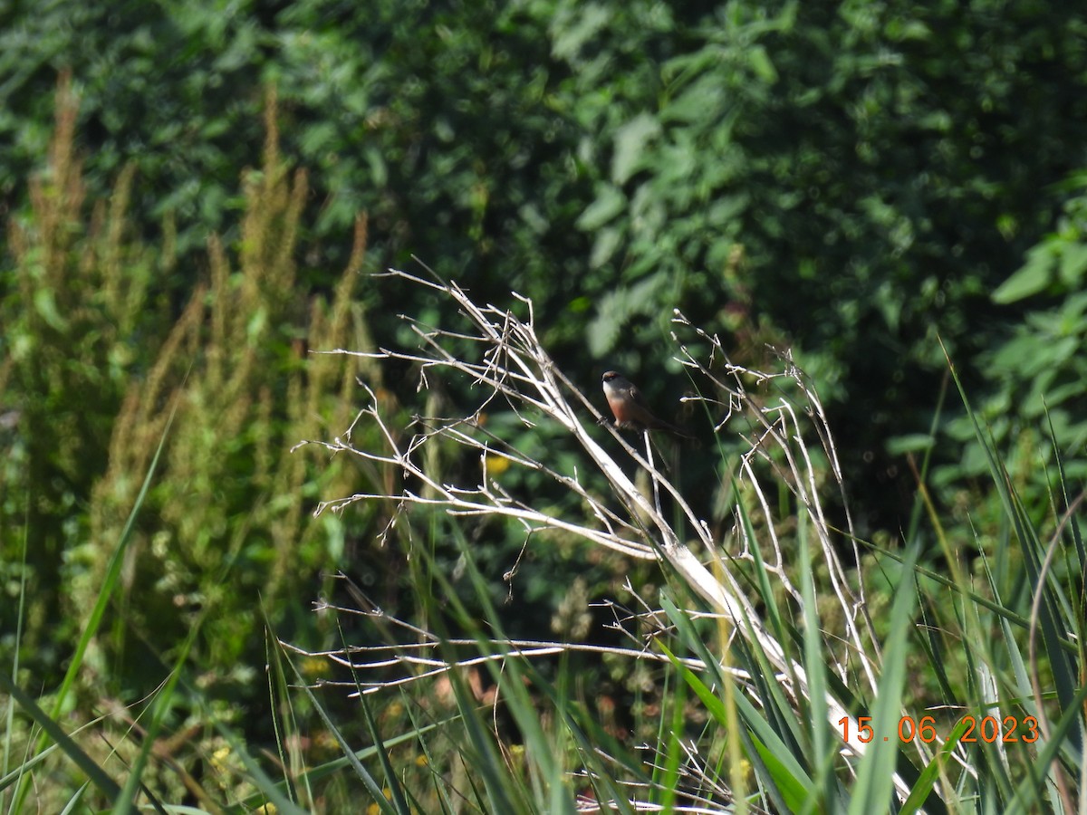 Common Waxbill - ML584946341