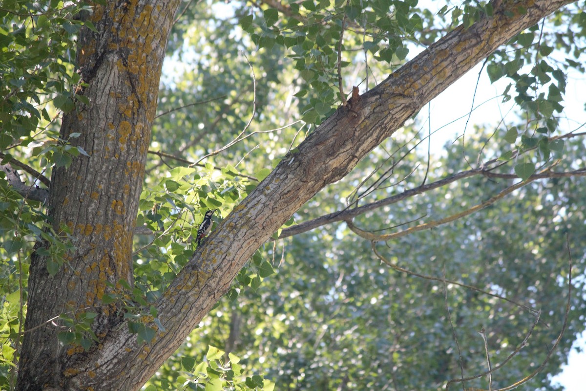 Great Spotted Woodpecker - ML584946351