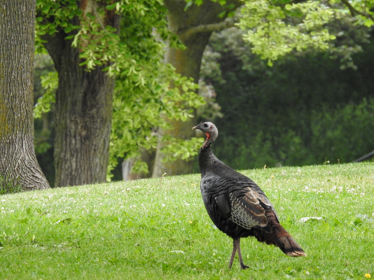 Wild Turkey - ML584946481