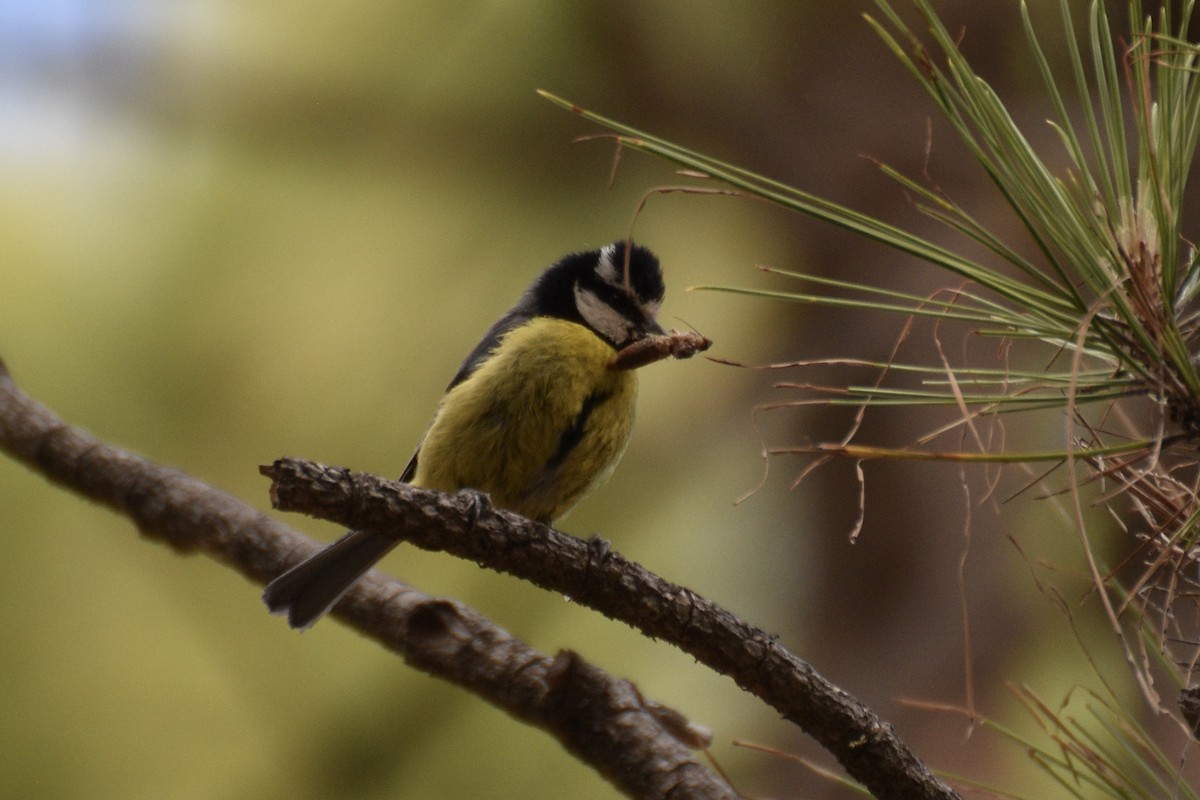 Mésange nord-africaine - ML584947381