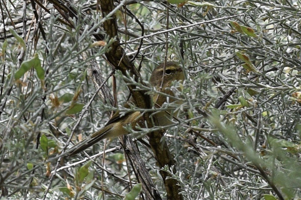 Canary Islands Chiffchaff - ML584947411