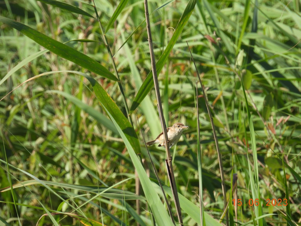 Common Reed Warbler - ML584947481