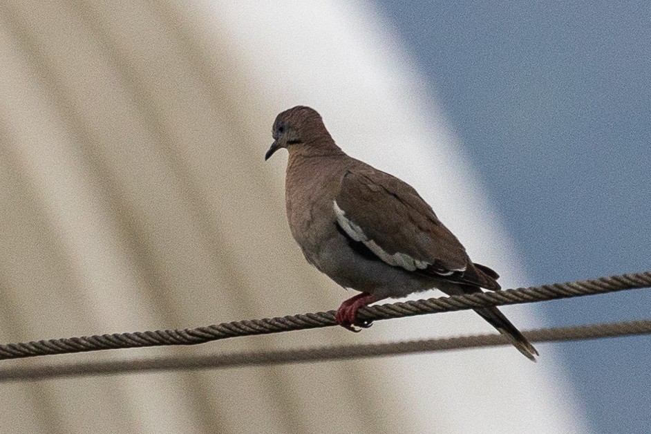 White-winged Dove - Andy Pollard / Falklands Nature