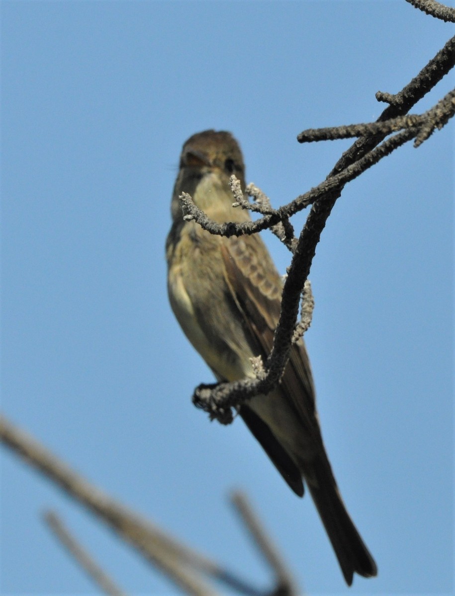 Western Wood-Pewee - ML584948411