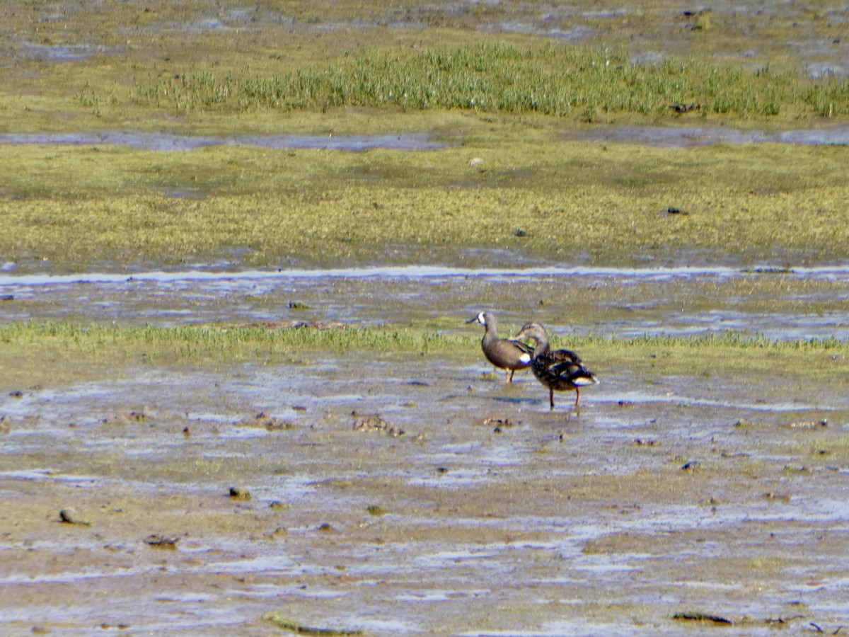 Blue-winged Teal - ML584948511