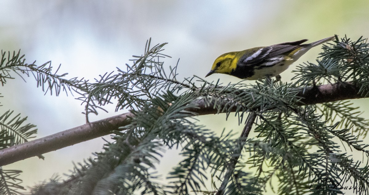 Black-throated Green Warbler - Luc Roussy