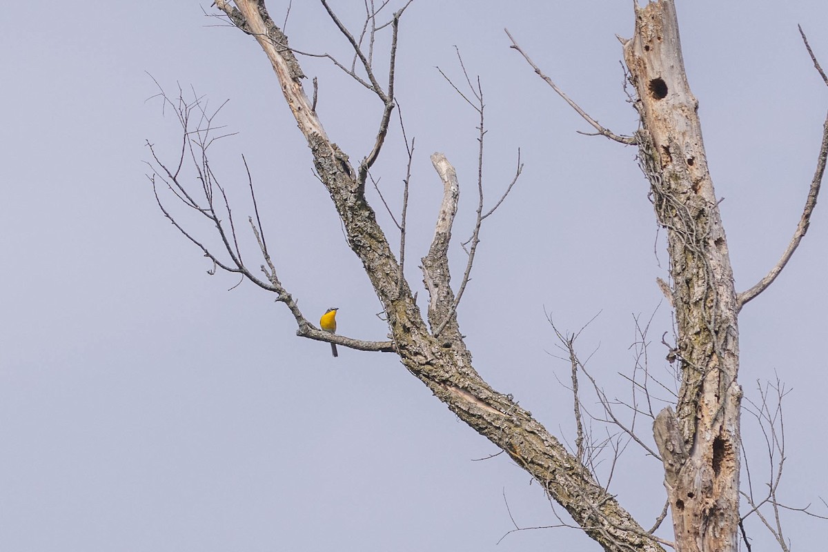 Yellow-breasted Chat - ML584949441