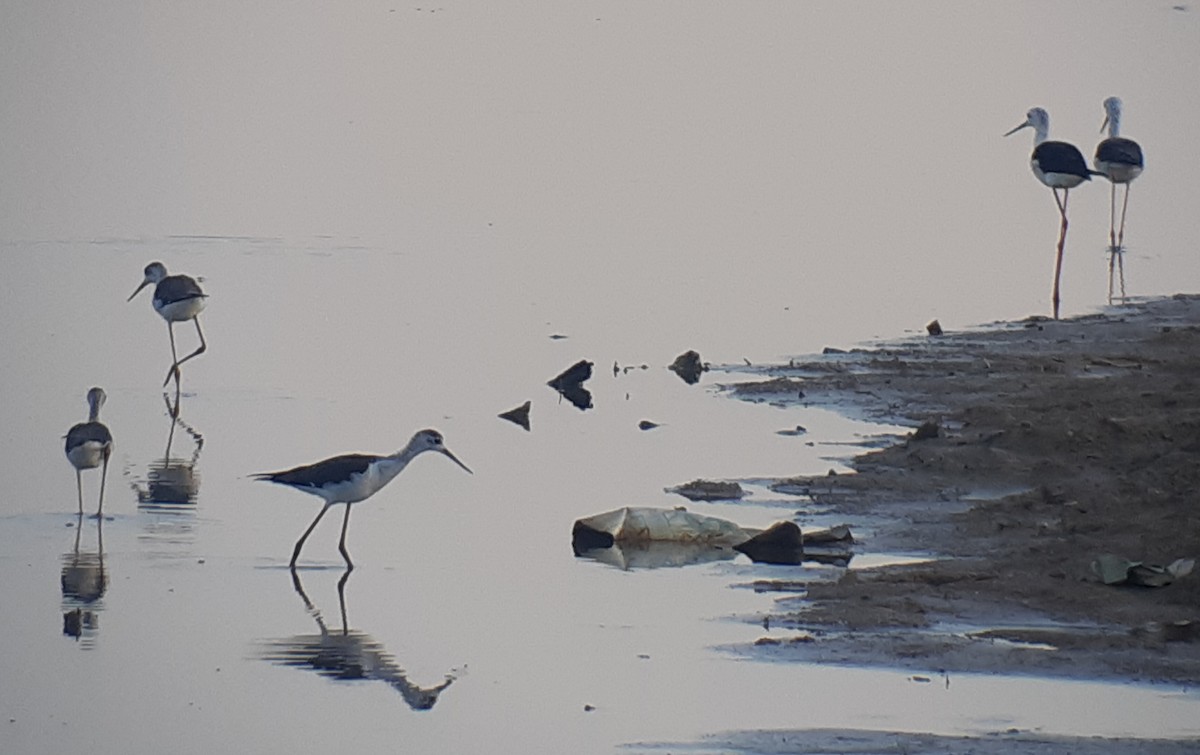 Black-winged Stilt - John Howes