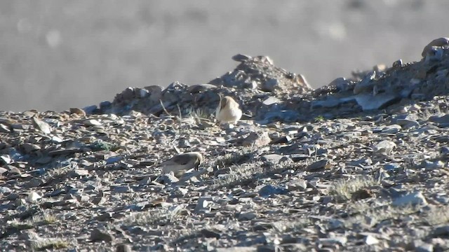 Ground Tit - ML584950081