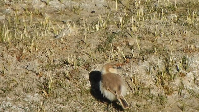 Ground Tit - ML584950631