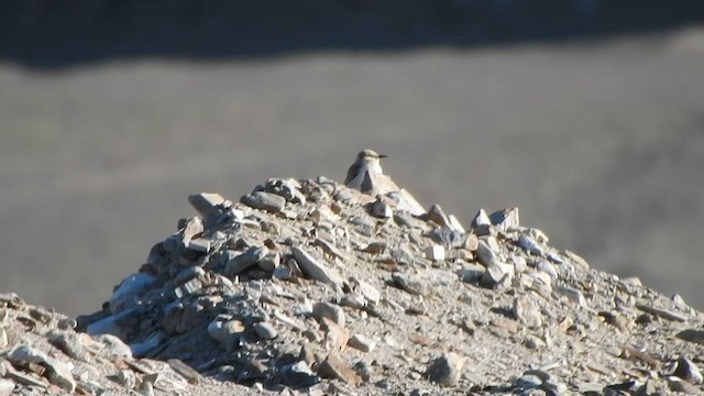 Toprak Baştankarası - ML584952041