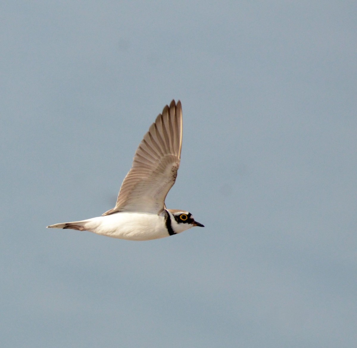 Little Ringed Plover - ML58495211