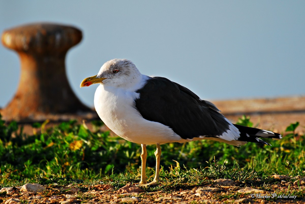 Lesser Black-backed Gull - ML58495261