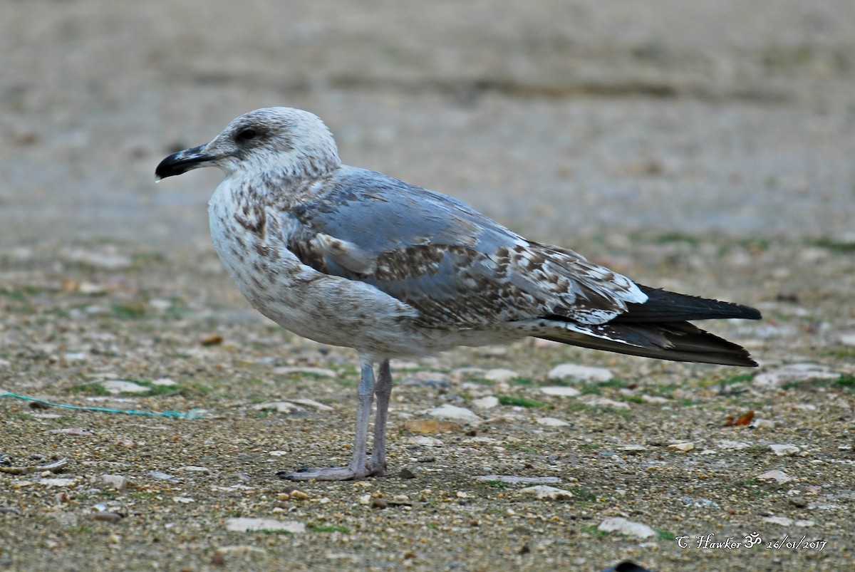 Gaviota Patiamarilla - ML58495291