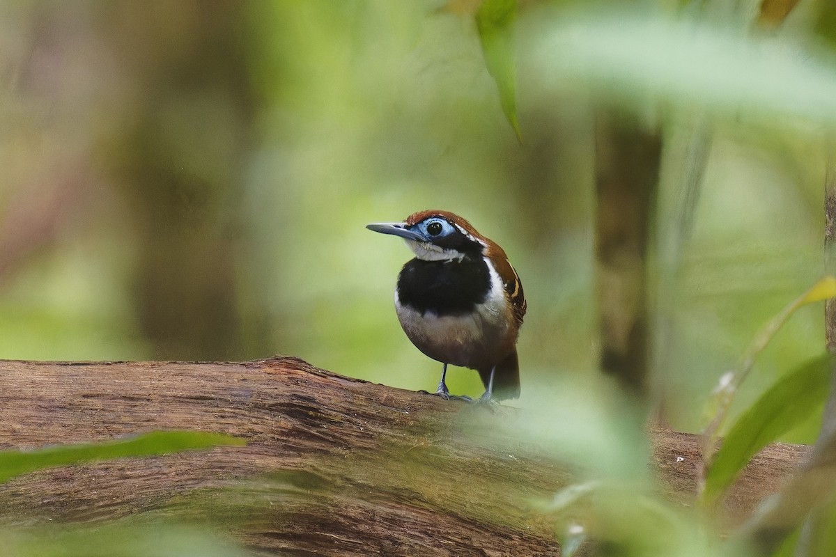 Ferruginous-backed Antbird - Holger Teichmann