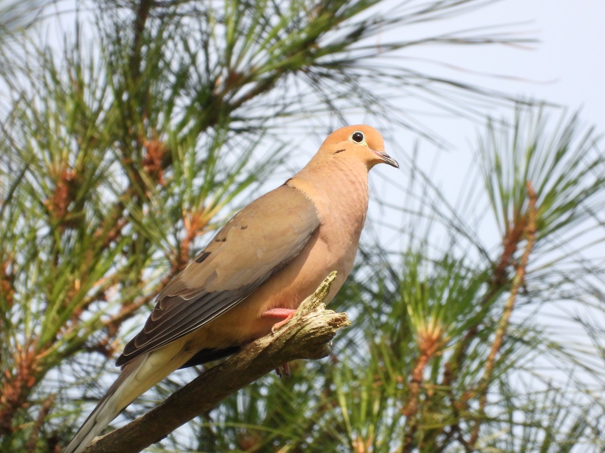 Mourning Dove - ML584954121