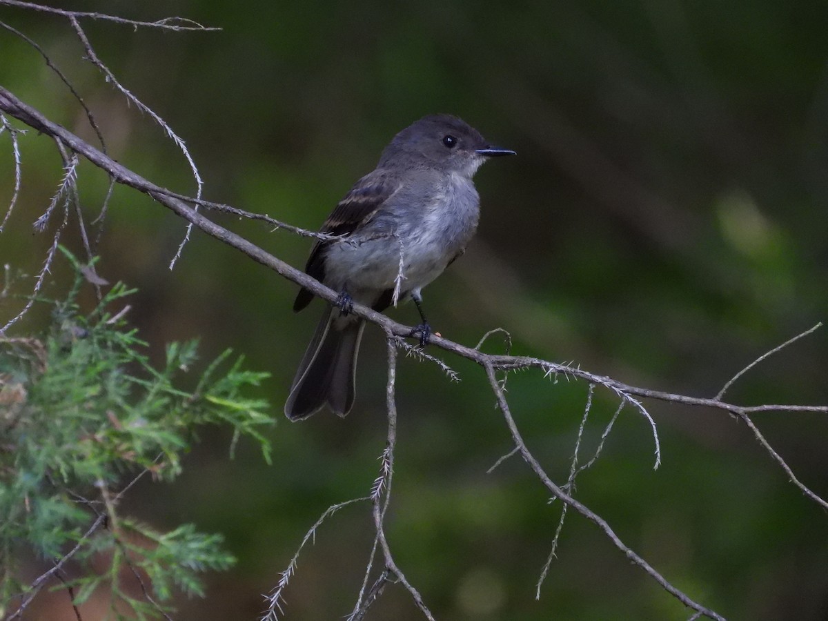 Eastern Phoebe - ML584954201