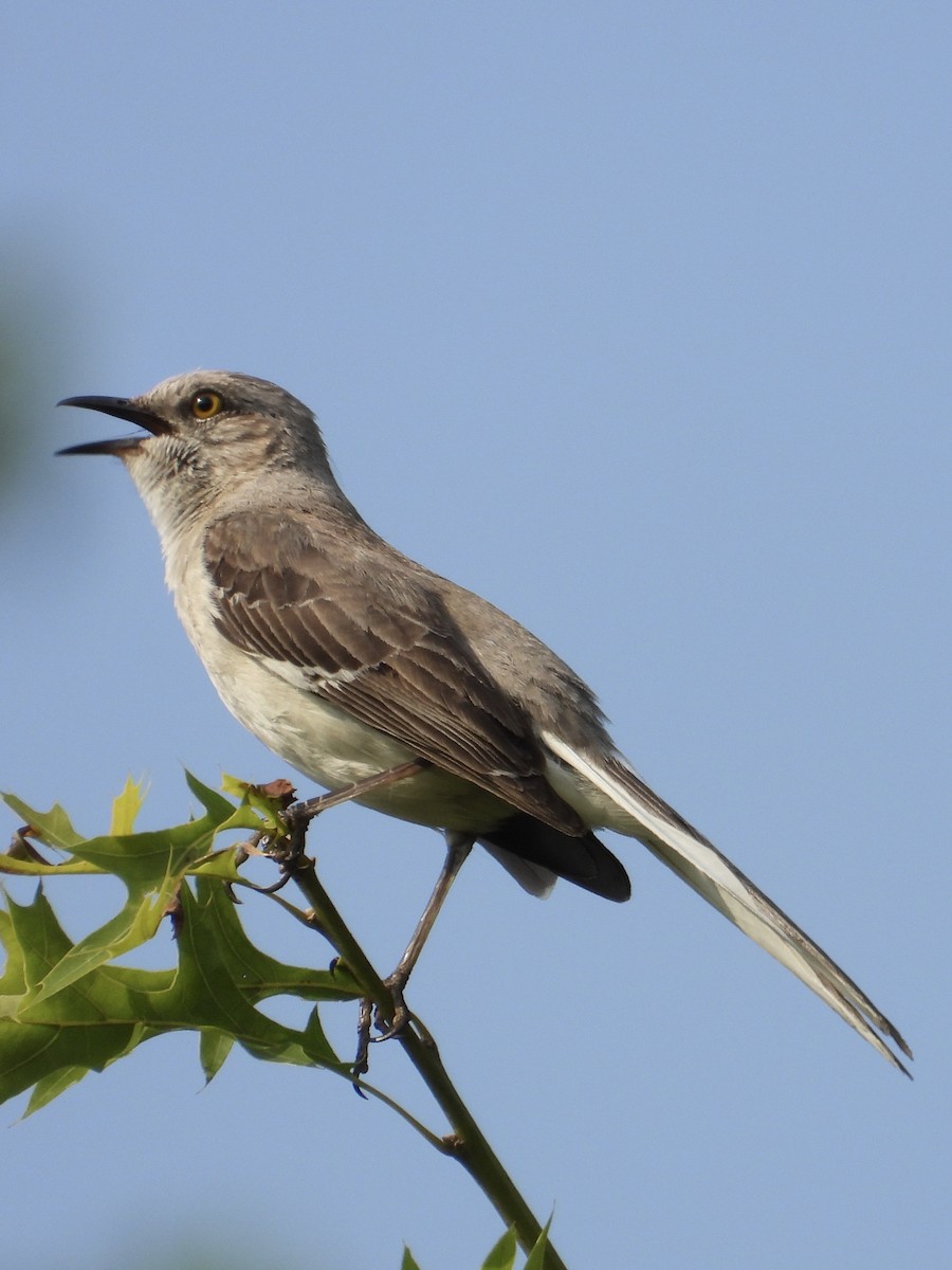 Northern Mockingbird - ML584954331