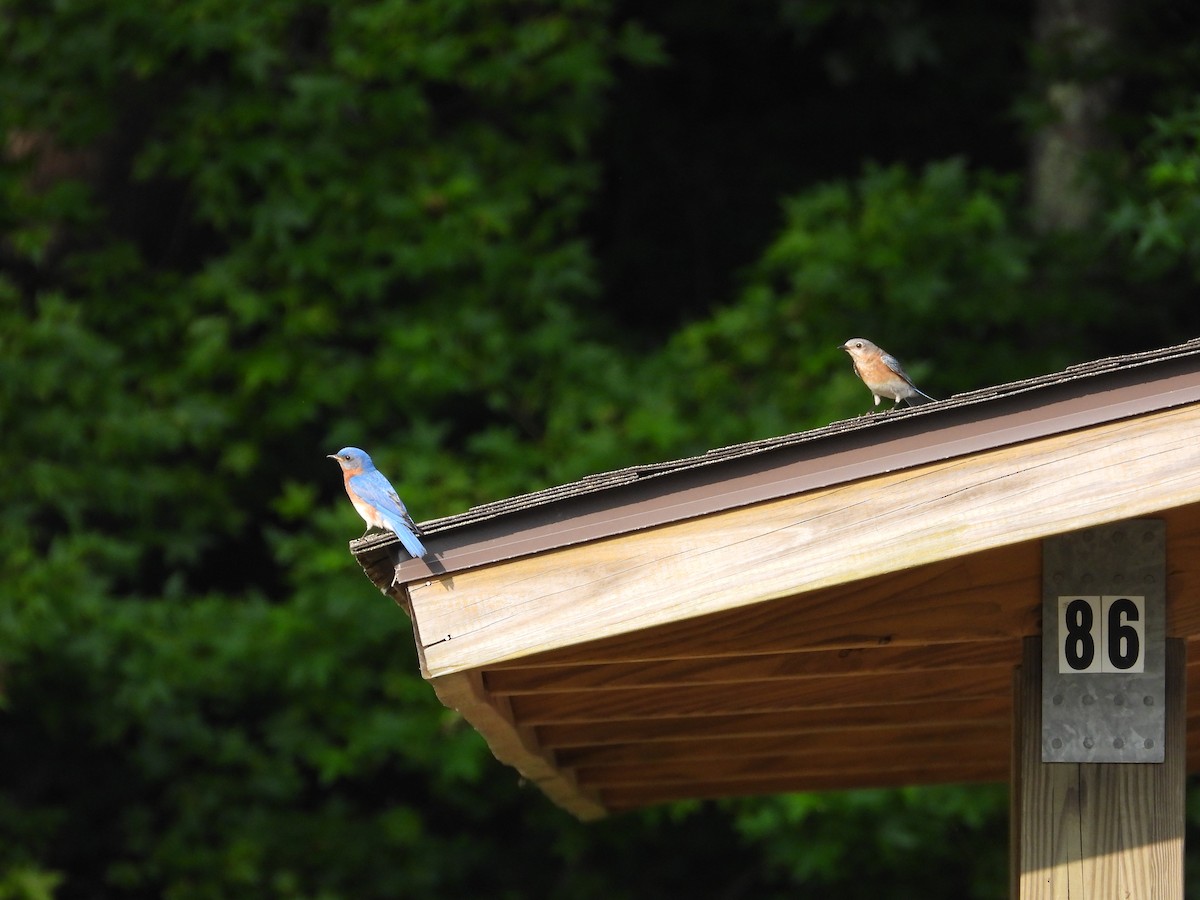 Eastern Bluebird - William Woody