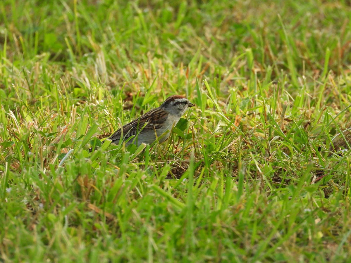 Chipping Sparrow - William Woody