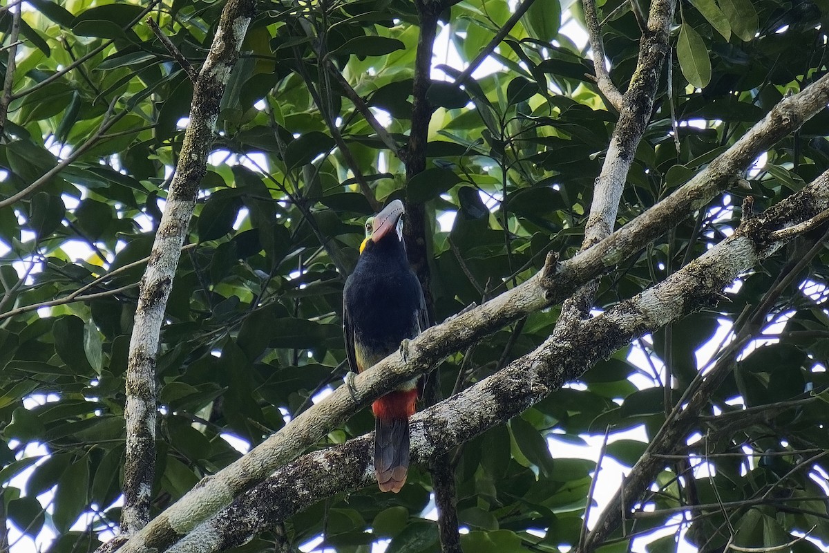 Guianan Toucanet - ML584955071