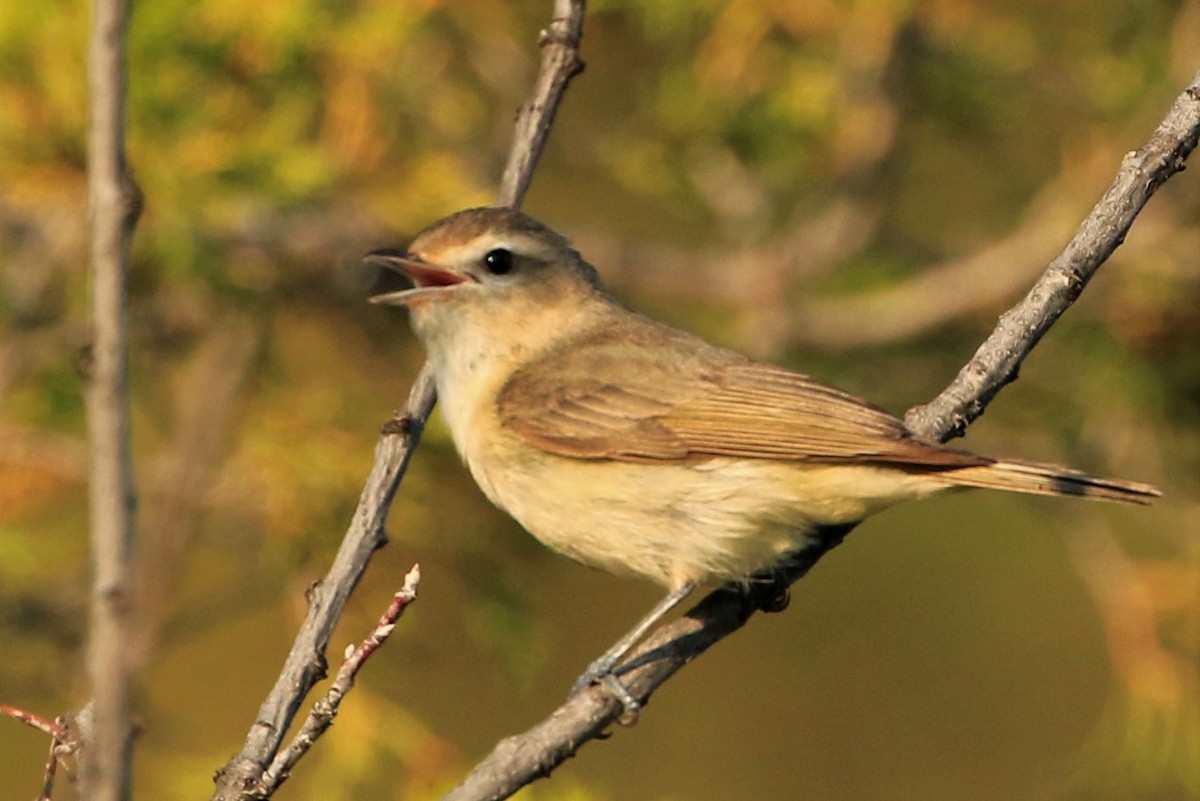 Warbling Vireo - ML584955121