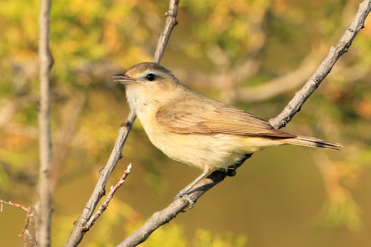 Warbling Vireo - ML584955131