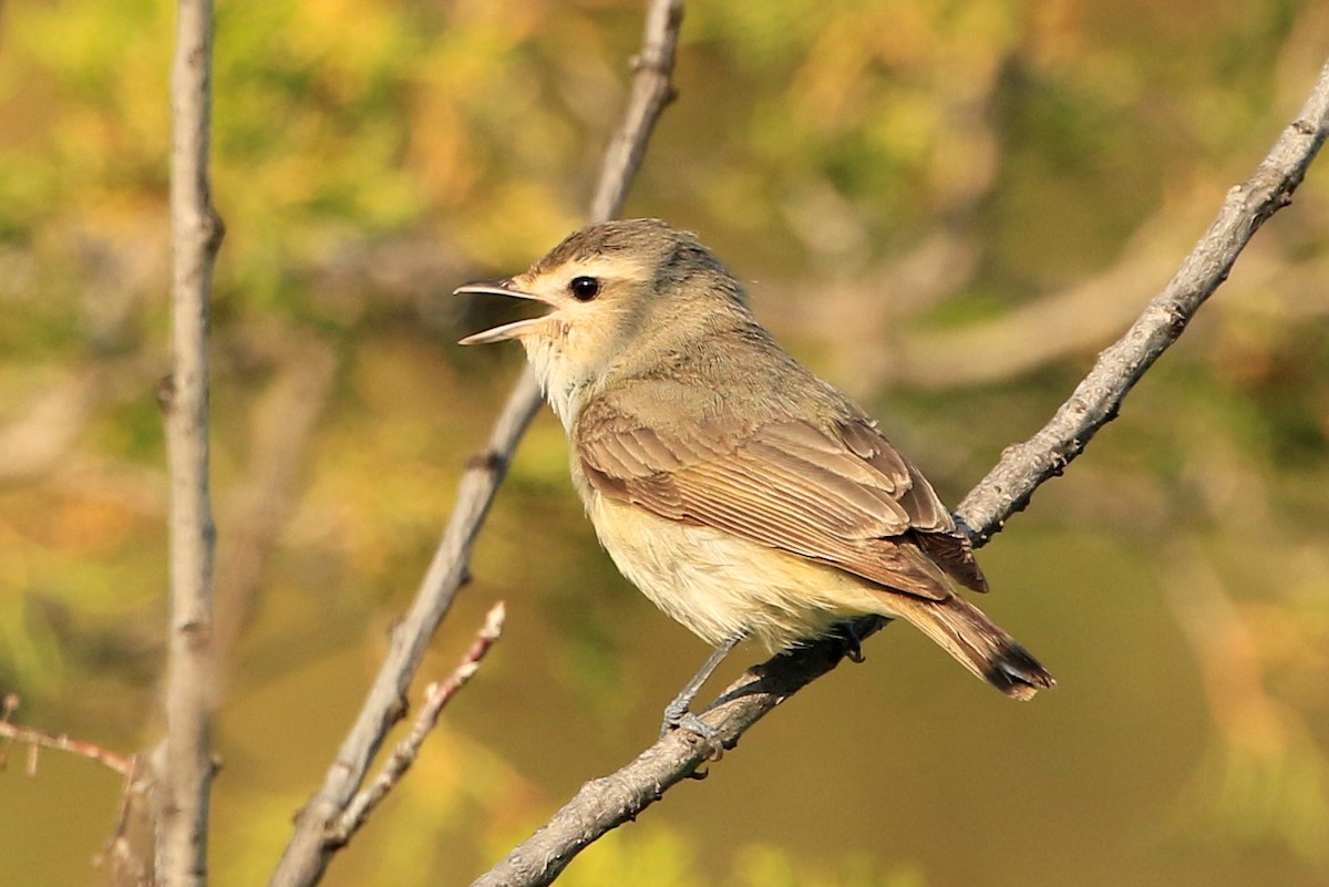 Warbling Vireo - ML584955141
