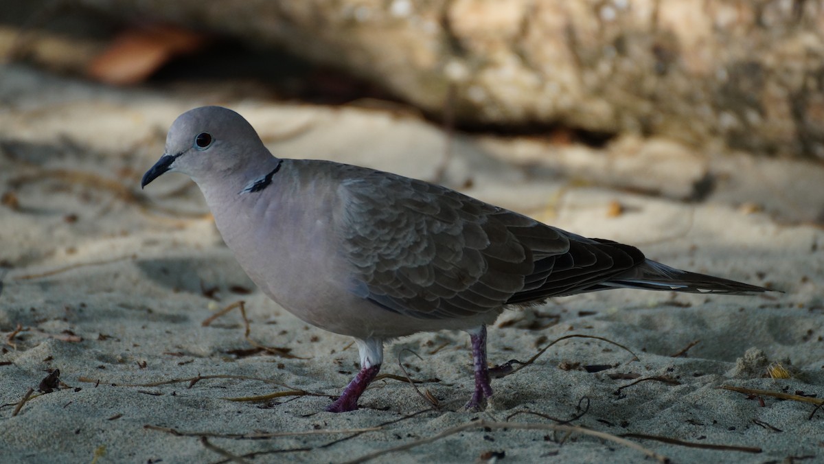 Eurasian Collared-Dove - ML584955231