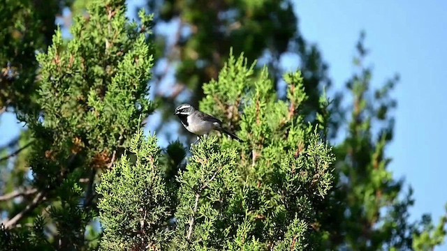 Black-throated Sparrow - ML584955711