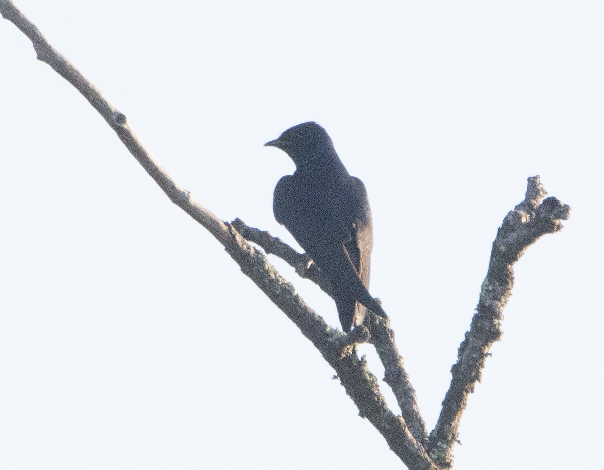 Purple Martin - ML584956631