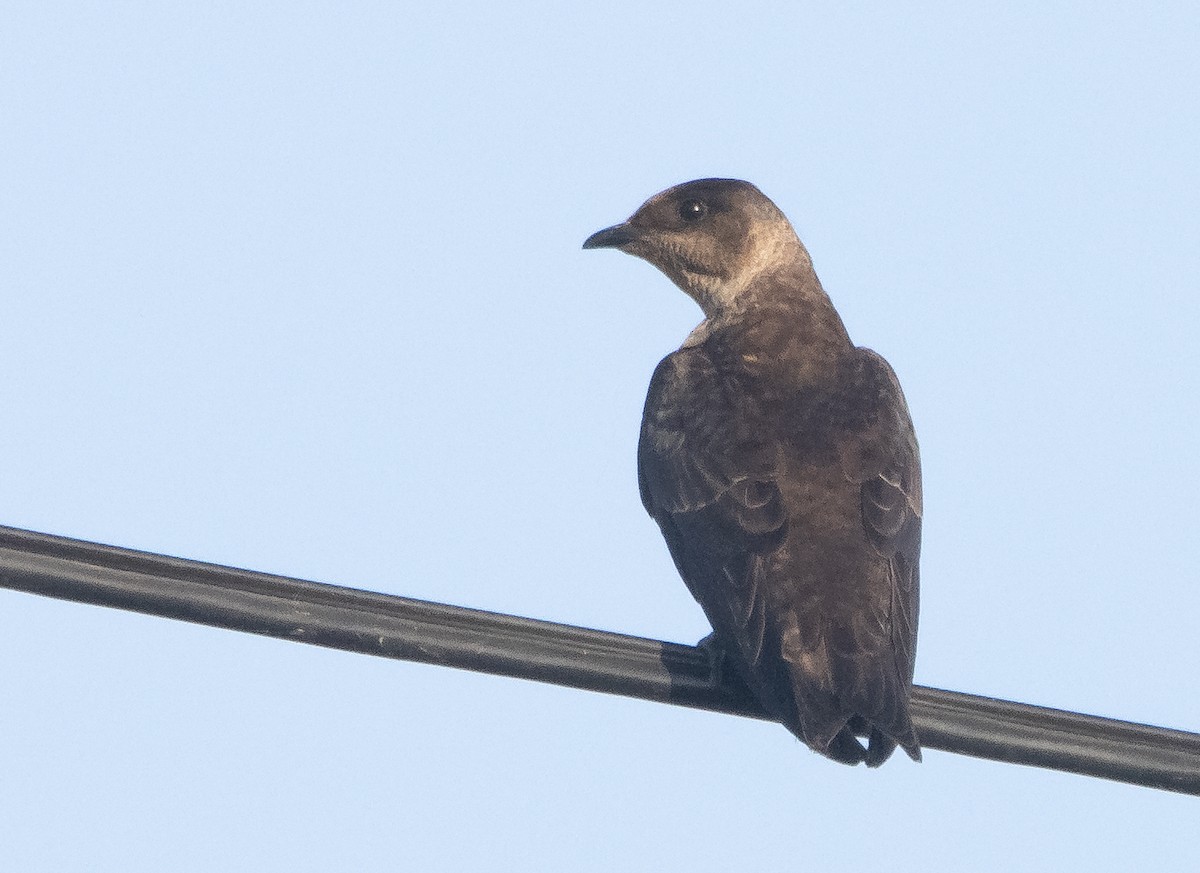 Purple Martin - ML584956641