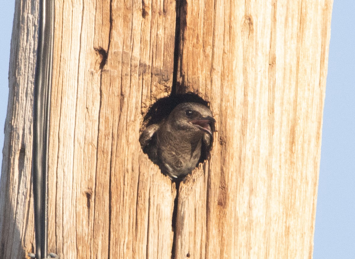 Purple Martin - ML584956651