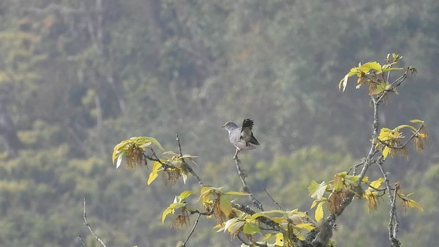 קוקיה אירופית - ML584957091