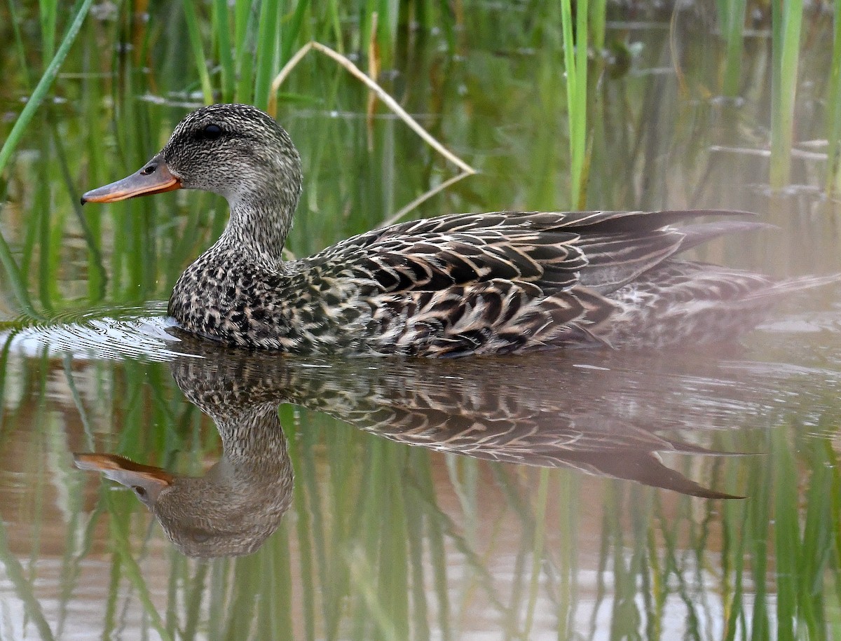 Gadwall - ML584958231