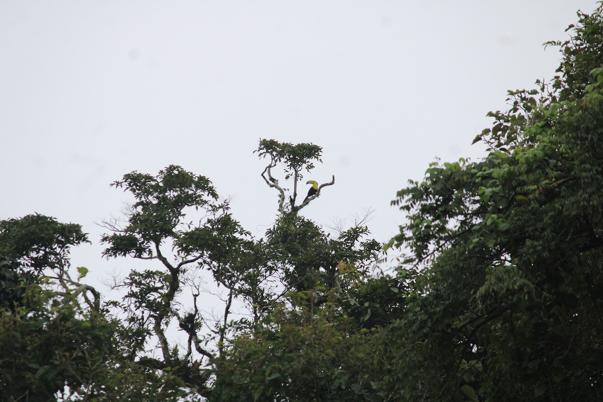 Toucan à carène - ML584958651