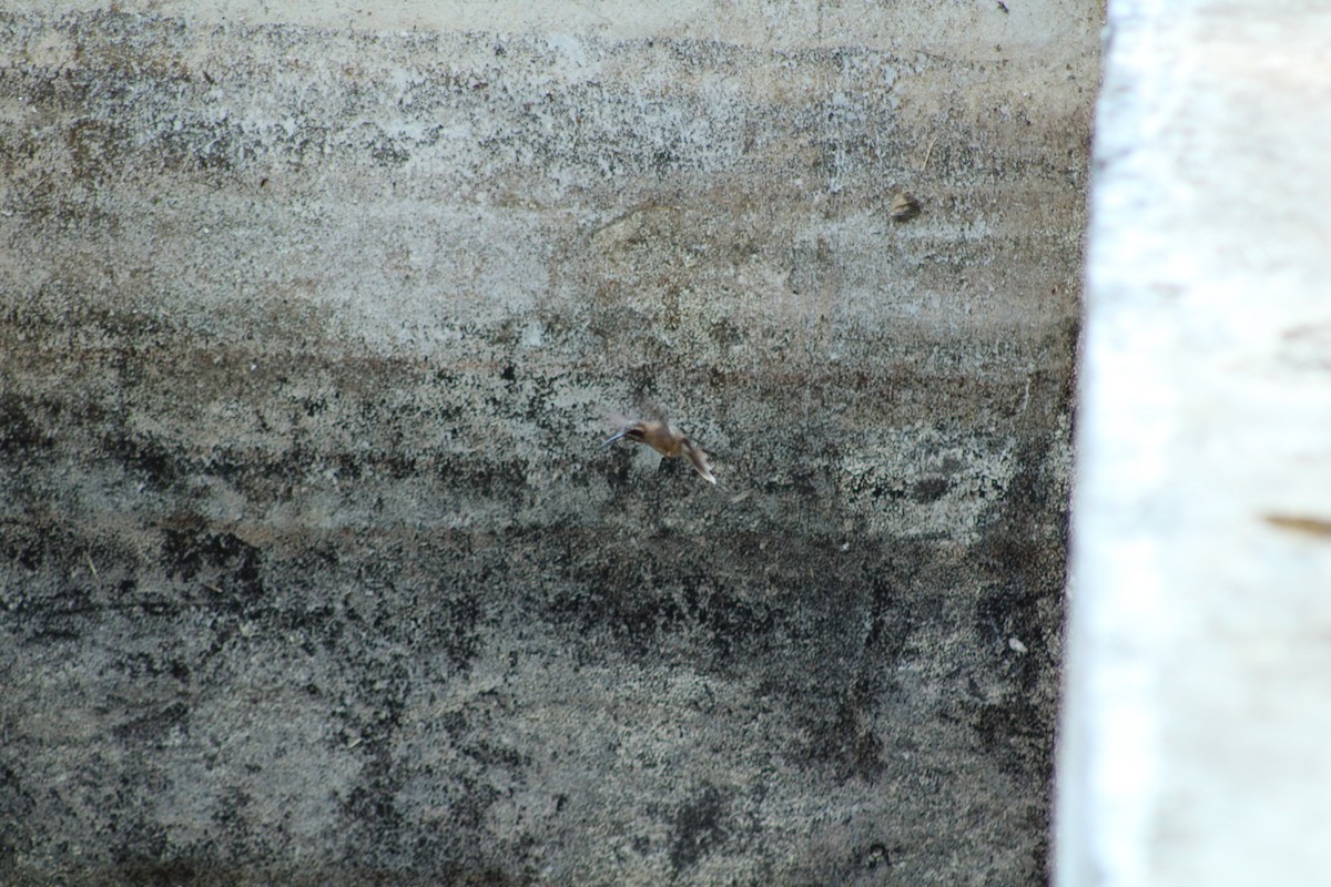 Пестрогорлый колибри-отшельник - ML584958761