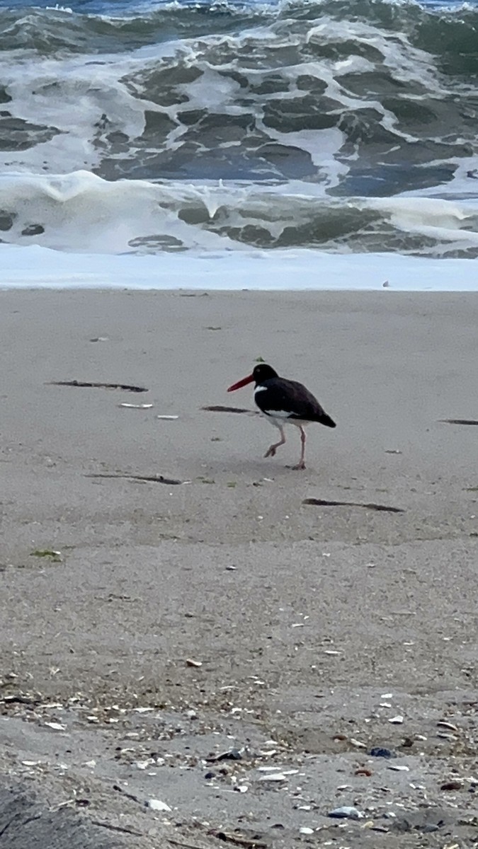 American Oystercatcher - Karina Ramkalawan