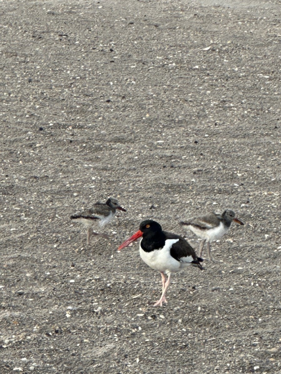 American Oystercatcher - ML584960101